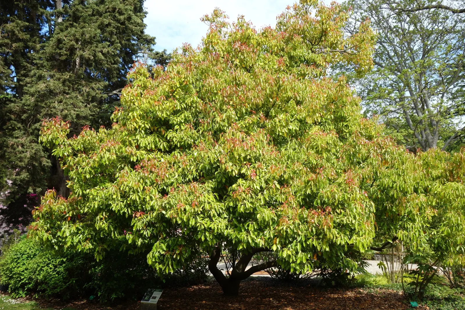 Camphor Tree (Cinnamomum Camphora) — tree for full