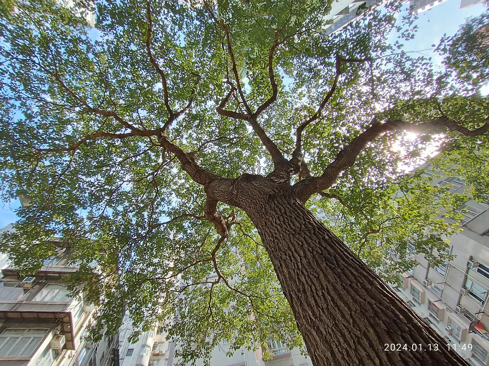 Camphor Tree (Cinnamomum Camphora) — Note: its invasive roots and large size make it unsuitable for small spaces; the camphor tree provides ample, image 47