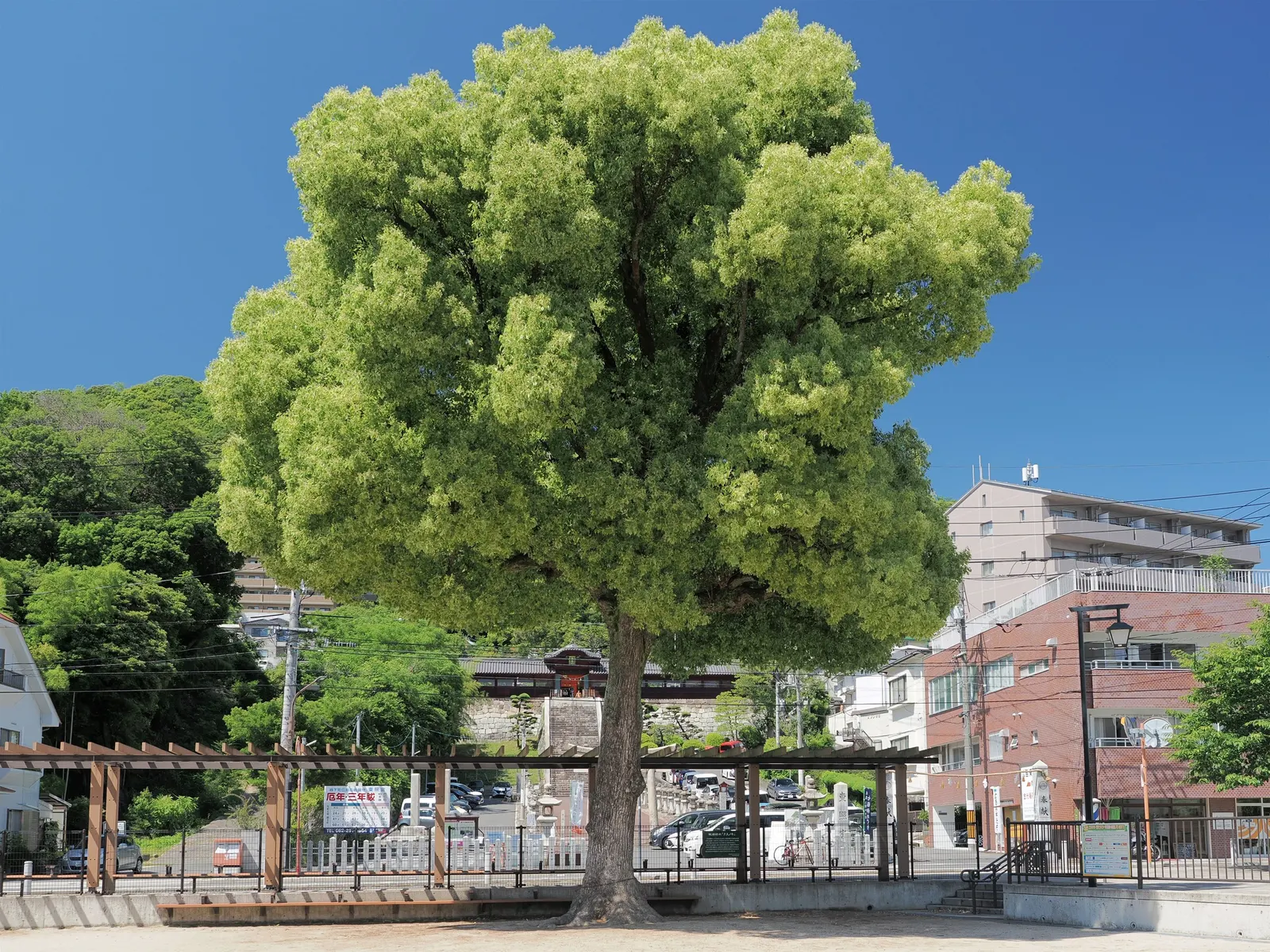 Camphor Tree (Cinnamomum Camphora) — with a canopy spread just as wide; the camphor tree provides ample shade, image 50