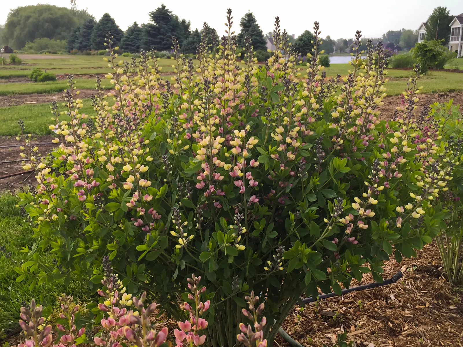 Deluxe 'Pink Lemonade' False Indigo (Baptisia hybrid) — It matures to 42-48 inches tall and 46-48 inches wide