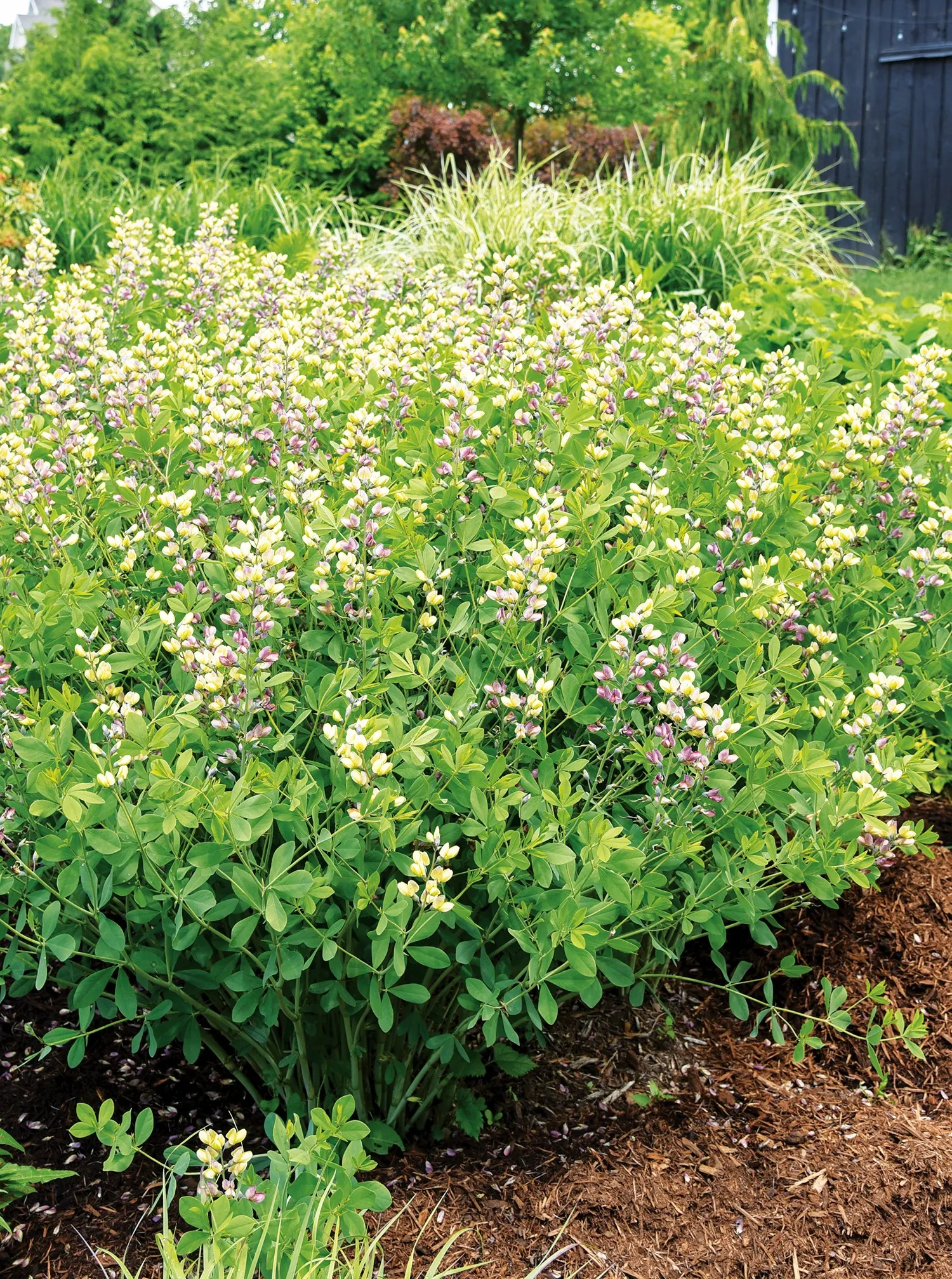 Deluxe 'Pink Lemonade' False Indigo (Baptisia hybrid) — Best in part sun to full sun