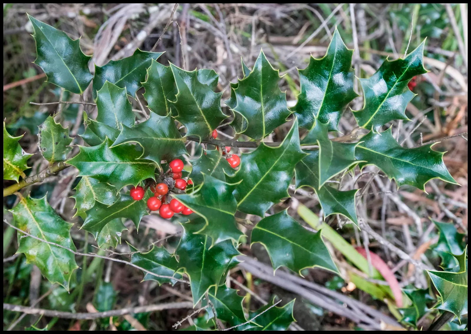 Wilson Holly (Ilex X Altaclarensis 'Wilsonii') — The Wilson Holly (Ilex x altaclarensis 'Wilsonii') is an elegant evergreen shrub