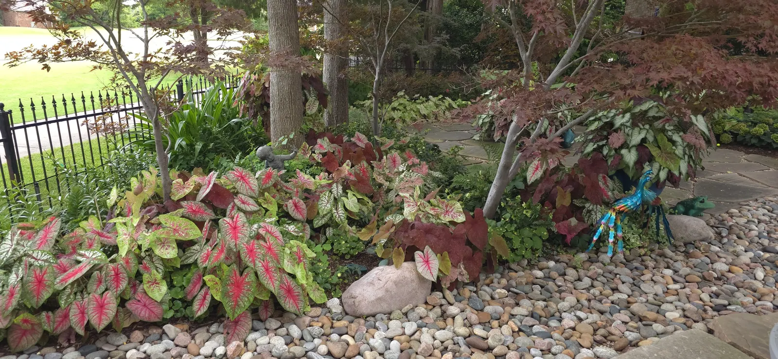'Tickle Me Pink' Sun or Shade Caladium (Caladium hortulanum) — is a vivid foliage annual from the Proven Winners® Heart to Heart® collection