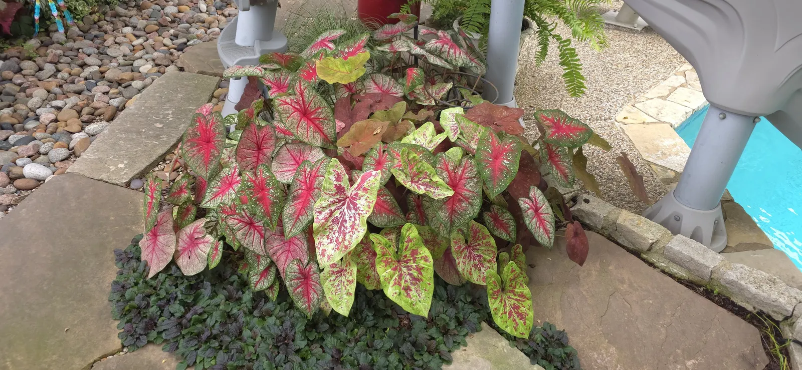 'Tickle Me Pink' Sun or Shade Caladium (Caladium hortulanum) — commonly referred to as 'Tickle Me Pink' Sun or Shade Caladium