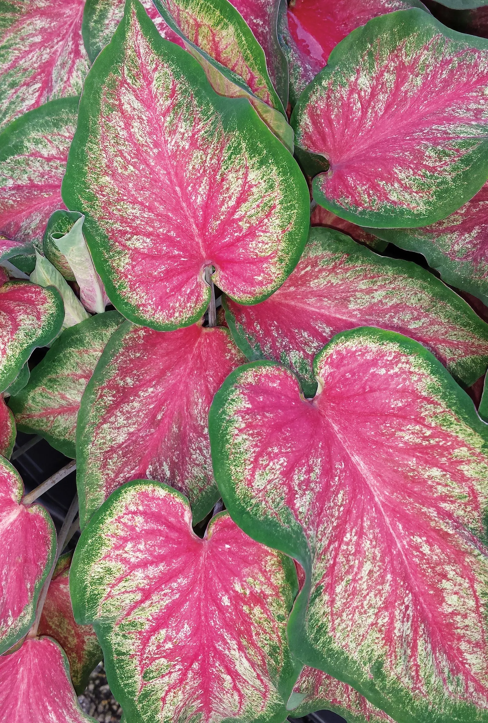 'Tickle Me Pink' Sun or Shade Caladium (Caladium hortulanum) — Each heart-shaped leaf carries a clean pink center