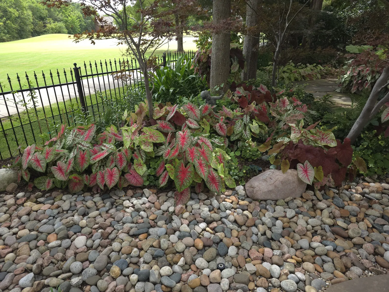'Tickle Me Pink' Sun or Shade Caladium (Caladium hortulanum) — The Caladium hortulanum 'Tickle Me Pink'