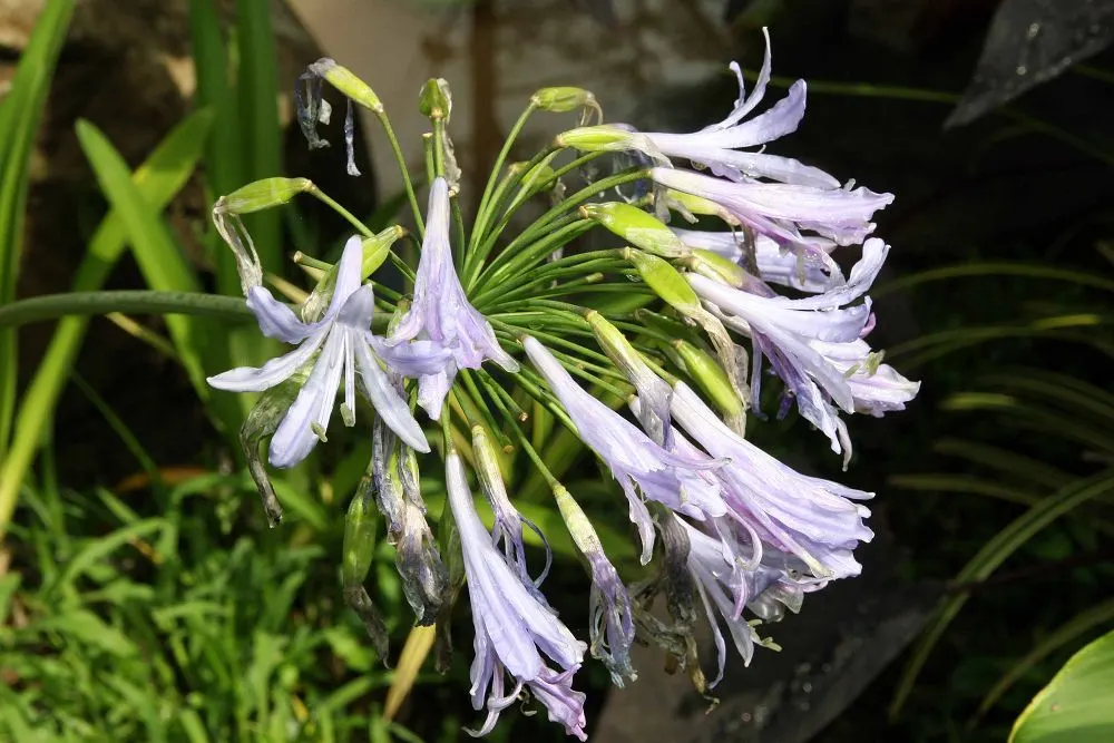 Dwarf Lily Of The Nile (Agapanthus 'Little Blue Fountain') — it prefers full sun to partial shade and flourishes in well-drained soils