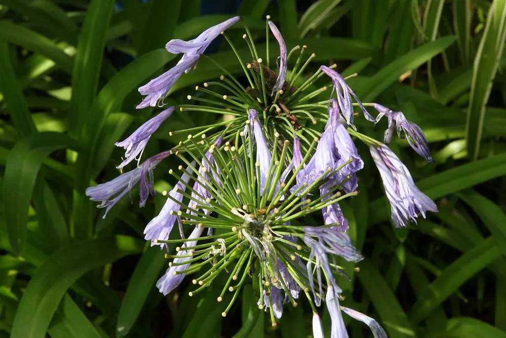 Dwarf Lily Of The Nile (Agapanthus 'Little Blue Fountain') — Ideal for borders and containers