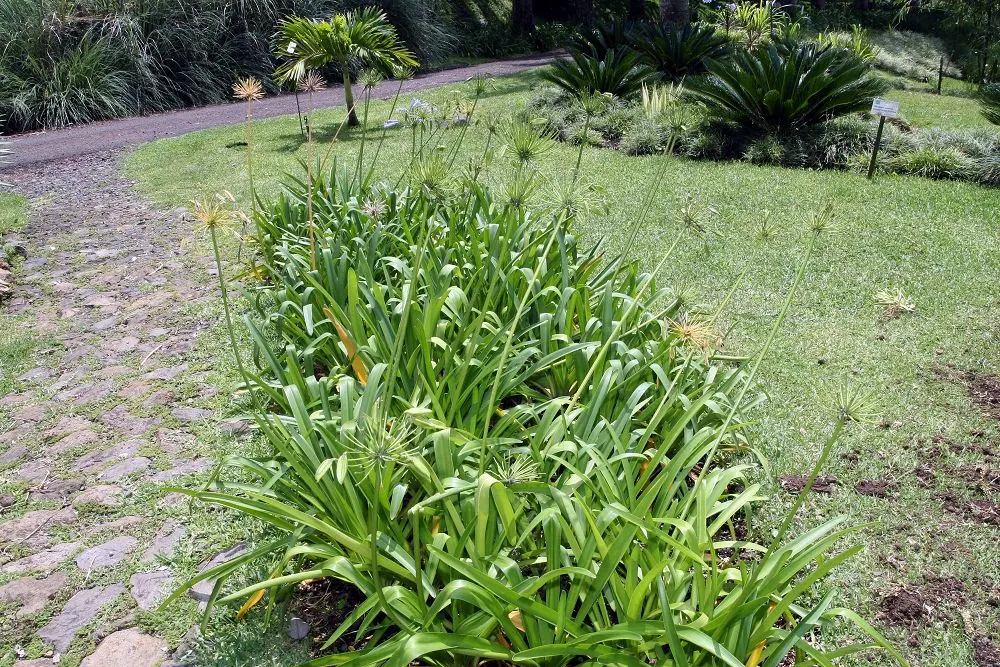 Dwarf Lily Of The Nile (Agapanthus 'Little Blue Fountain') — Though drought tolerant once established