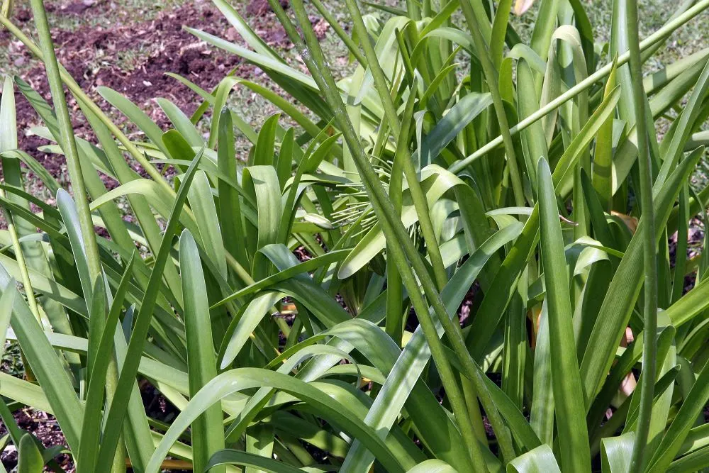 Dwarf Lily Of The Nile (Agapanthus 'Little Blue Fountain') — This dwarf perennial reaches a manageable 18 to 24 inches in height and spread