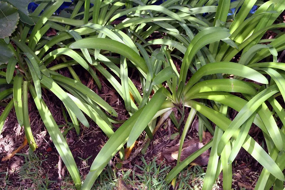 Dwarf Lily Of The Nile (Agapanthus 'Little Blue Fountain') — The Agapanthus 'Little Blue Fountain' is a compact perennial that offers a charming display of