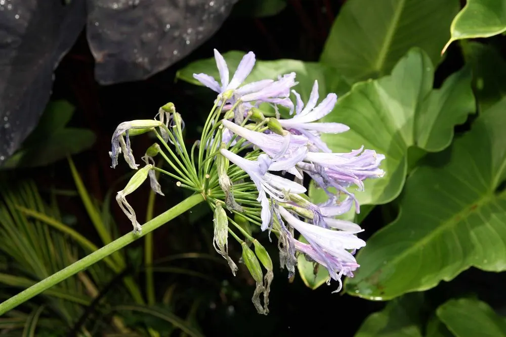 Dwarf Lily Of The Nile (Agapanthus 'Little Blue Fountain') — This moderate size makes it ideal for use in small garden spaces