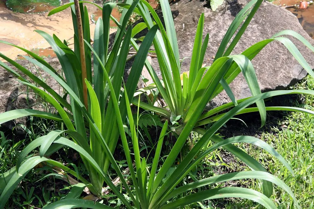 Dwarf Lily Of The Nile (Agapanthus 'Little Blue Fountain') — low-maintenance spectacle for any garden setting