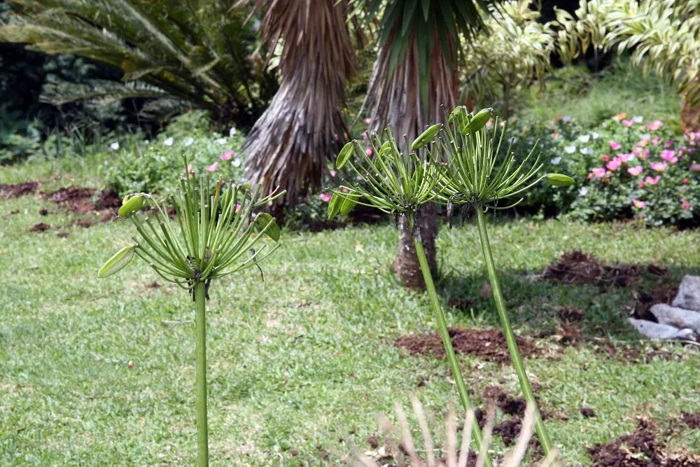 Dwarf Lily Of The Nile (Agapanthus 'Little Blue Fountain') — Regular watering is essential, particularly during the blooming period, which spans from early to