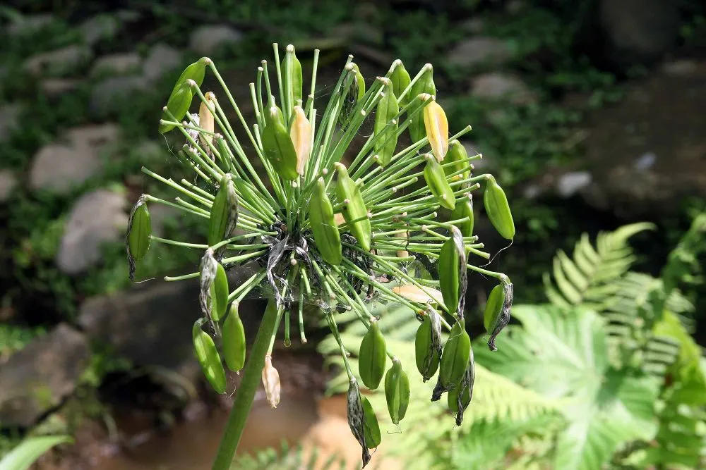 Dwarf Lily Of The Nile (Agapanthus 'Little Blue Fountain') — or as a focal point in container plantings.<br><br>Thriving in USDA Hardiness Zones 7 through 9
