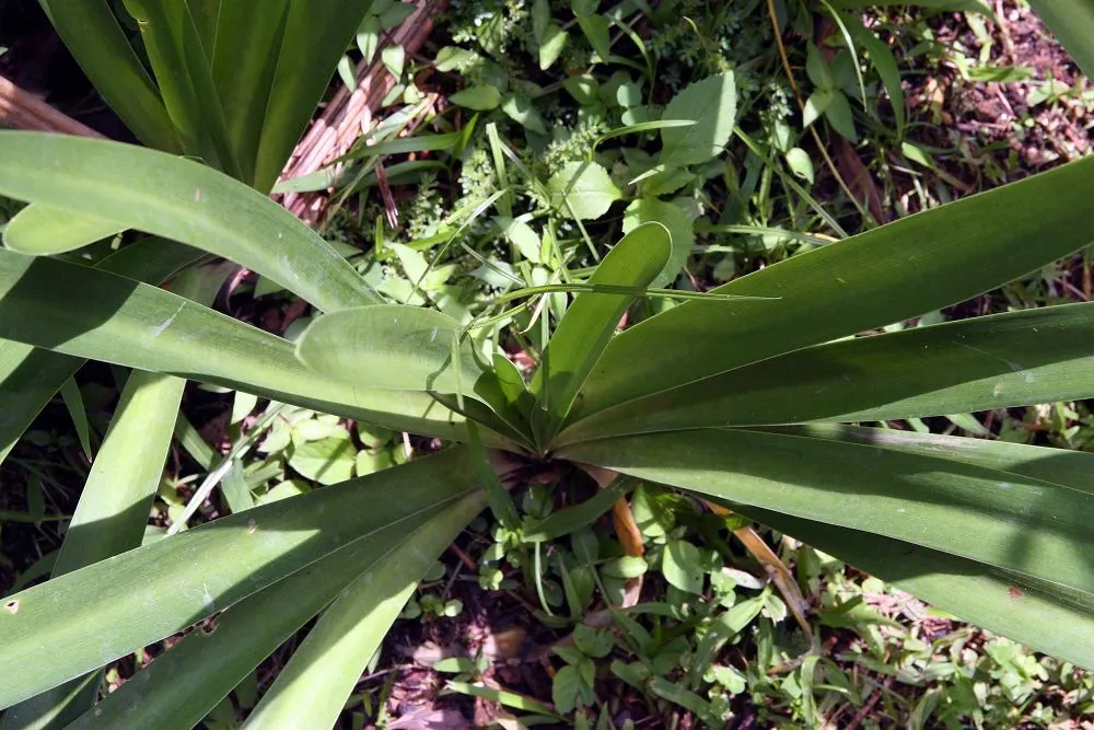 Dwarf Lily Of The Nile (Agapanthus 'Little Blue Fountain') — Hardy in zones 7-11, it flourishes in full sun to partial shade, requiring moderate watering