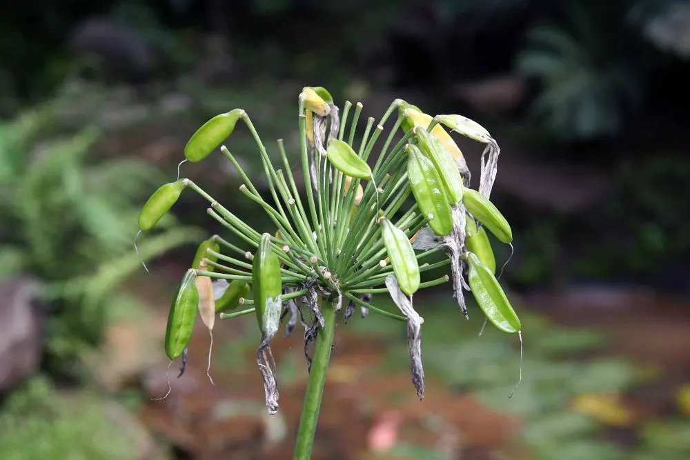 Dwarf Lily Of The Nile (Agapanthus 'Little Blue Fountain') — Prefers well-drained soil