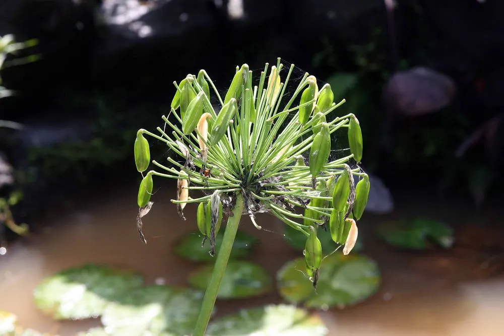 Dwarf Lily Of The Nile (Agapanthus 'Little Blue Fountain') — maintaining sufficient moisture will ensure a more vigorous flowering display.<br><br>The