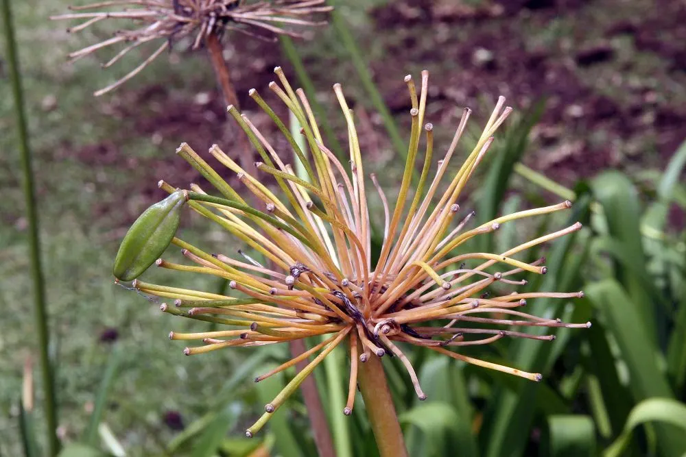 Dwarf Lily Of The Nile (Agapanthus 'Little Blue Fountain') — As a dwarf cultivar of the Lily of the Nile