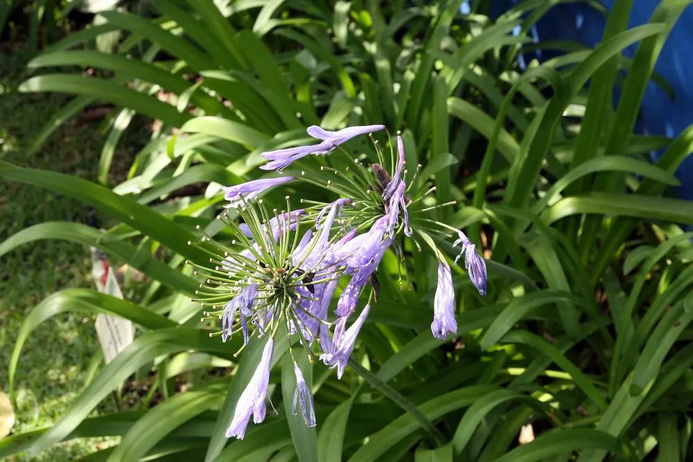 Dwarf Lily Of The Nile (Agapanthus 'Little Blue Fountain') — it stands at a modest height of about 18 to 24 inches and spreads approximately up to 18 inches