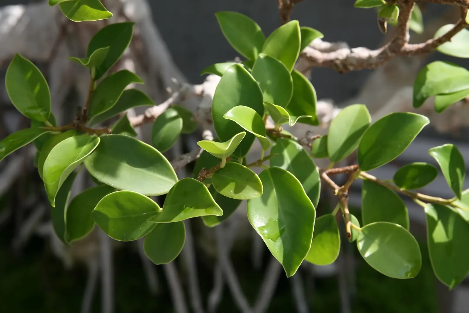 Green Island Ficus (Ficus Microcarpa 'Green Island') — this ficus reaches a mature height of 2-3 feet and spreads 3-4 feet