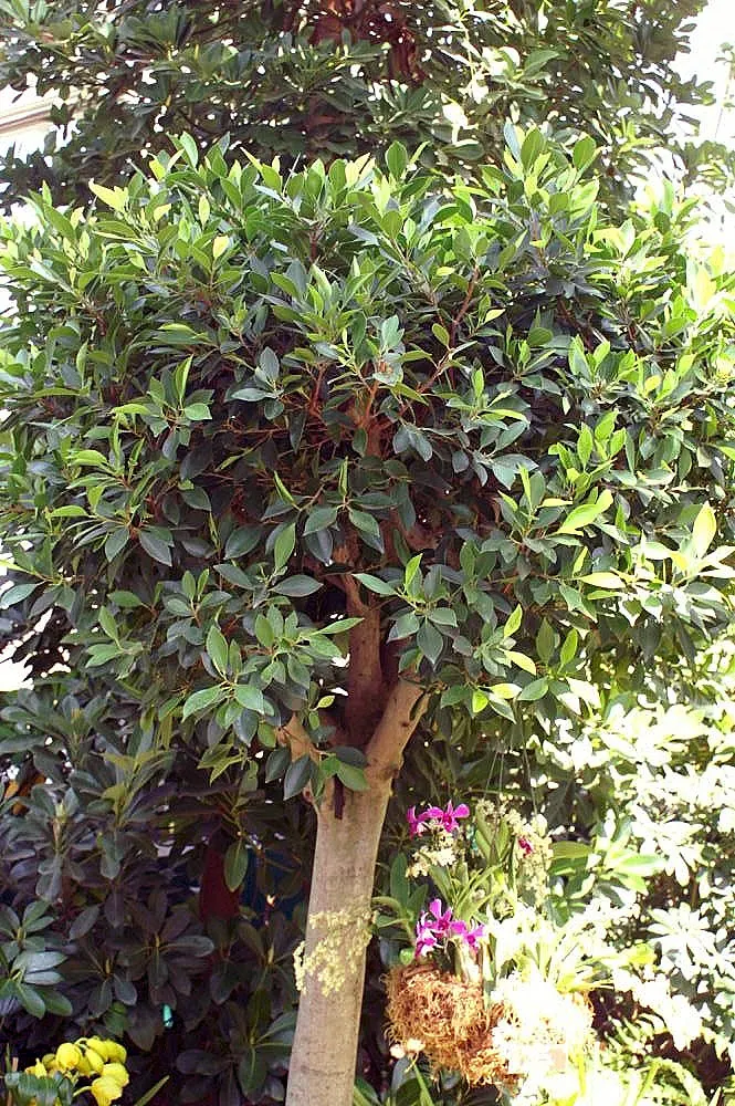 Green Island Ficus (Ficus Microcarpa 'Green Island') — due to its slow to moderate growth rate