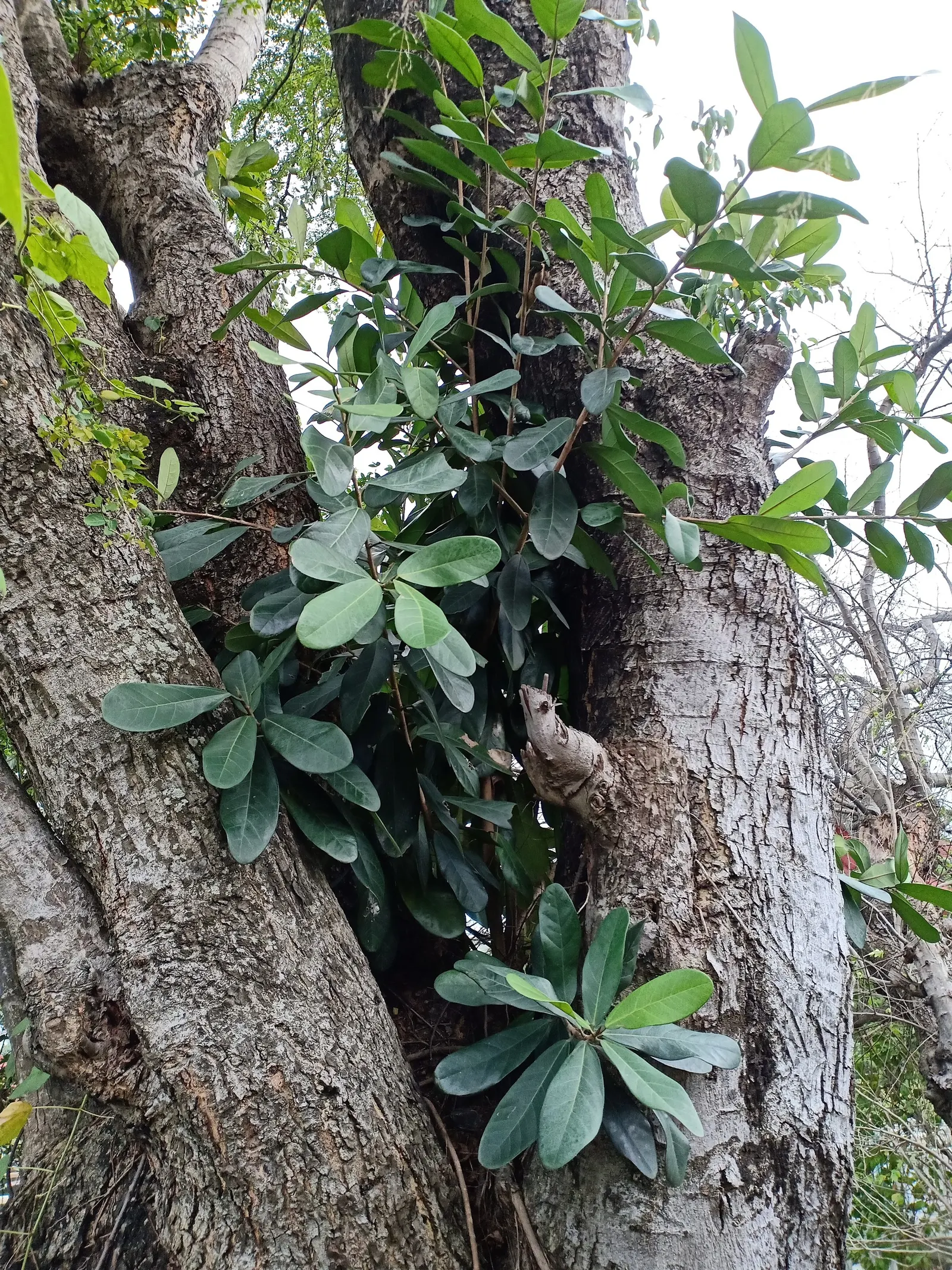 Green Island Ficus (Ficus Microcarpa 'Green Island') — botanically known as Ficus microcarpa 'Green Island'