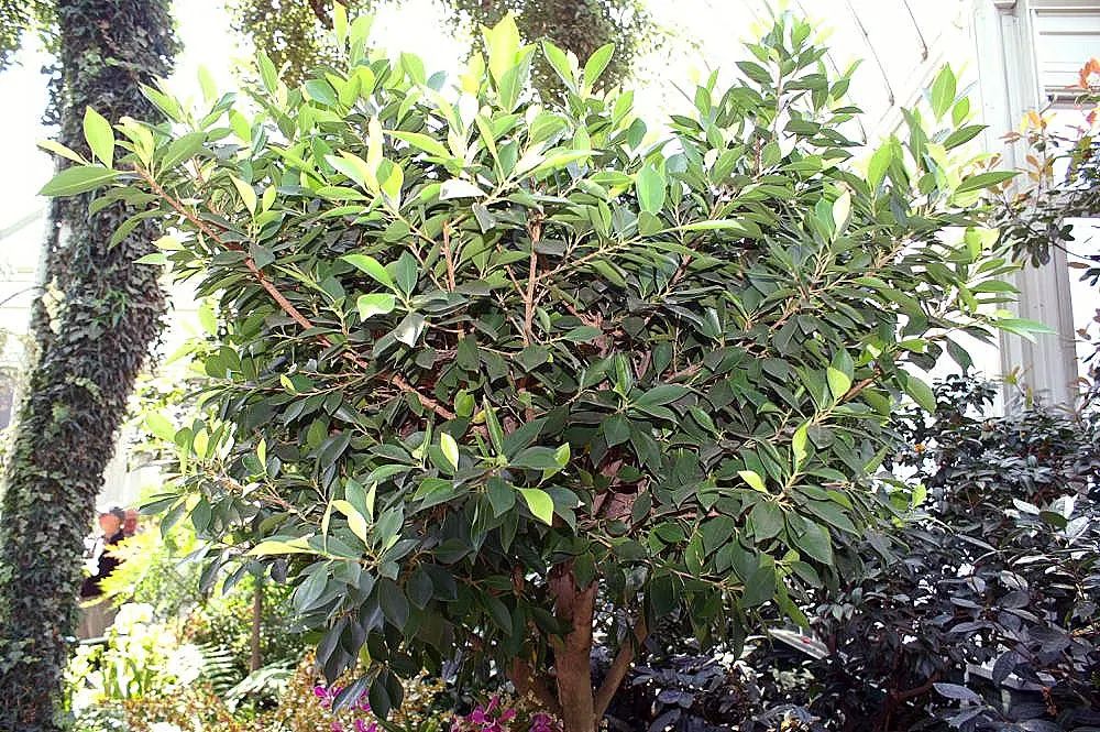 Green Island Ficus (Ficus Microcarpa 'Green Island') — shrub for full or half