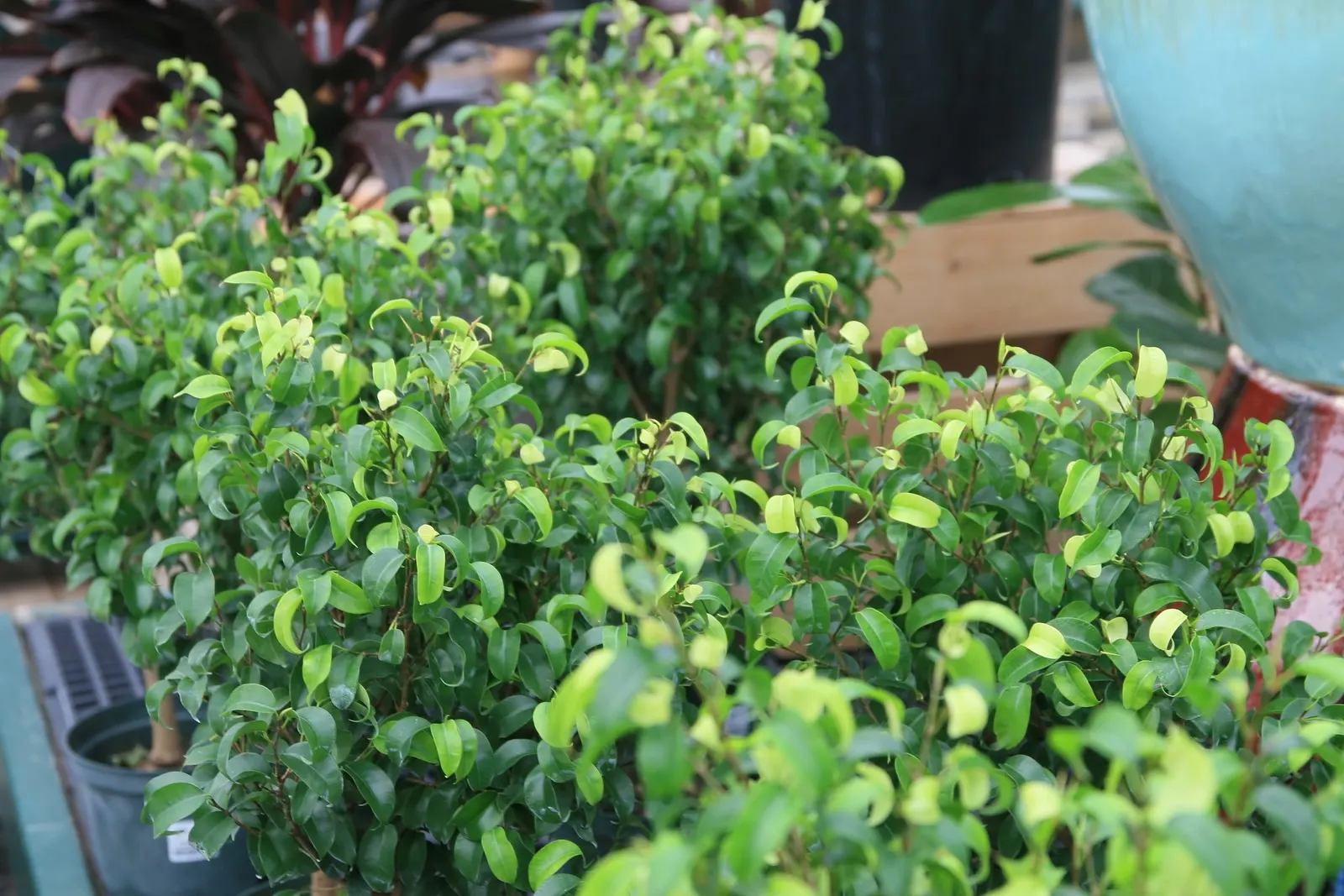 Green Island Ficus (Ficus Microcarpa 'Green Island') — emphasize the ease of care and the aesthetic appeal of this hardy shrub