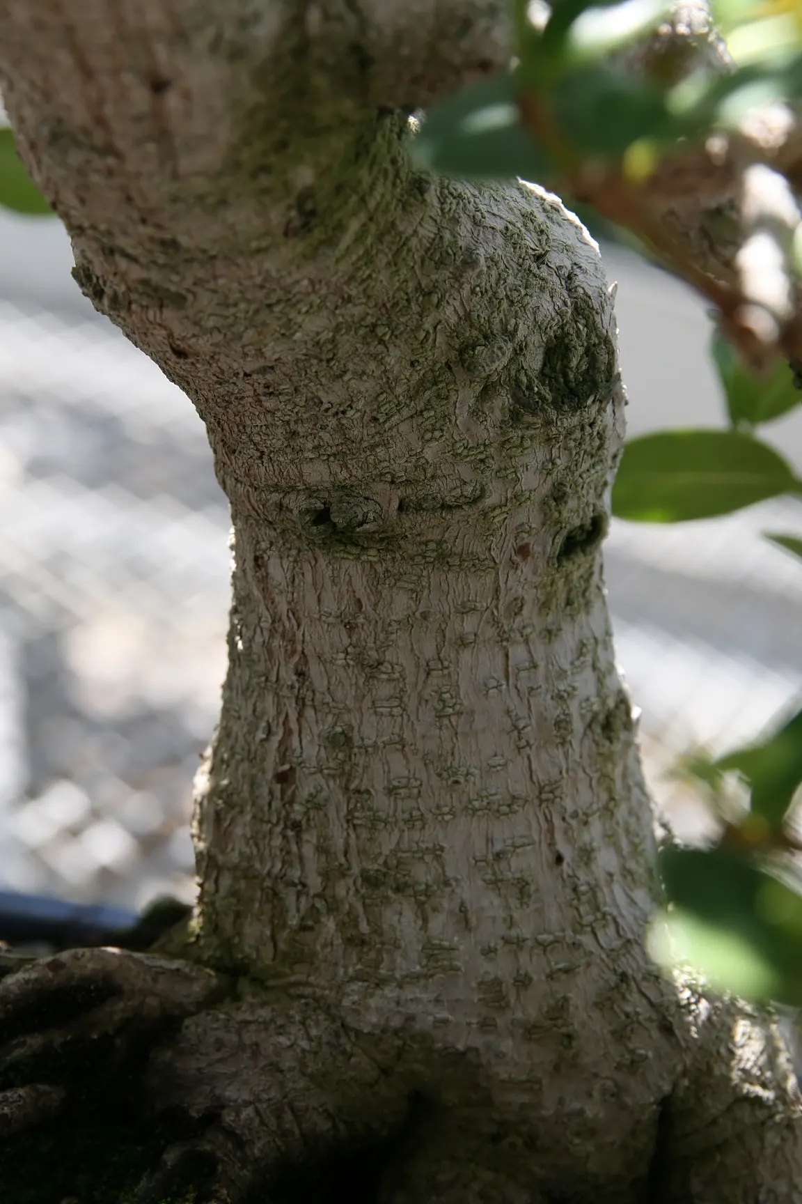 Green Island Ficus (Ficus Microcarpa 'Green Island') — Green Island Ficus prefers well-drained soils but is notably tolerant of occasional wet feet