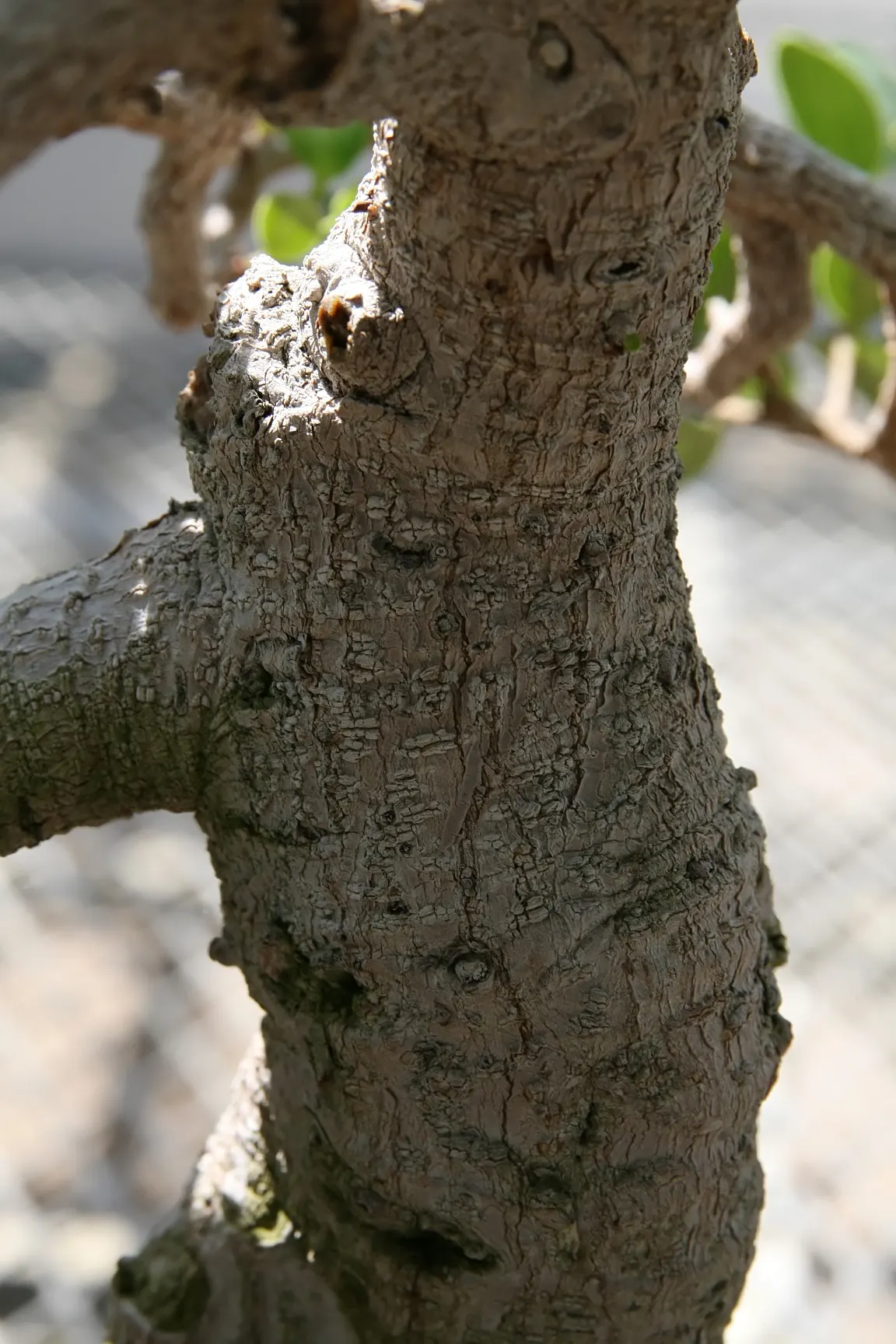 Green Island Ficus (Ficus Microcarpa 'Green Island') — offering a dense canopy of foliage