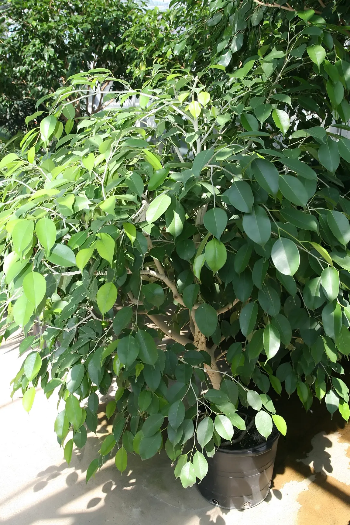 Green Island Ficus (Ficus Microcarpa 'Green Island') — Regular watering is essential
