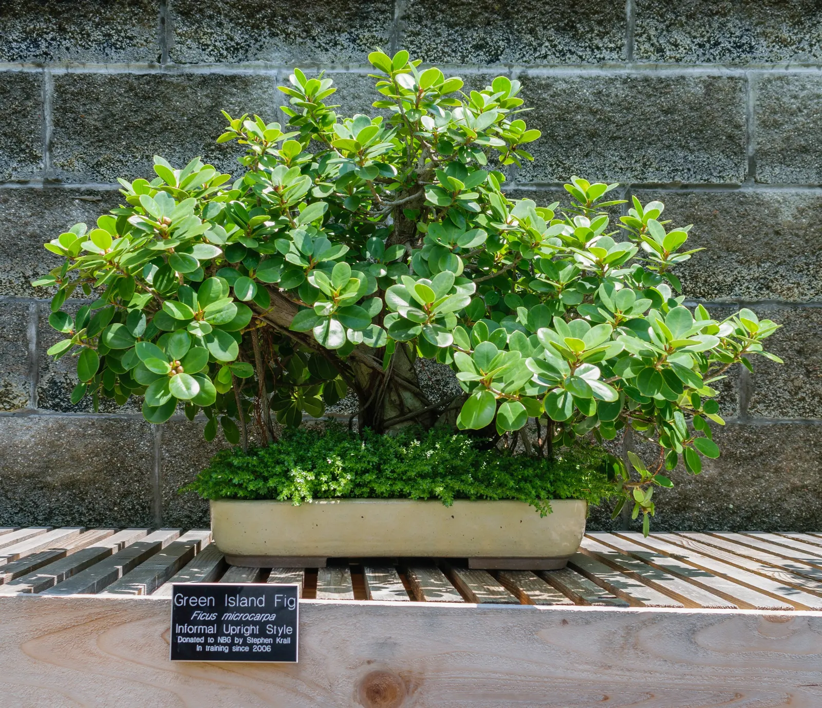 Green Island Ficus (Ficus Microcarpa 'Green Island') — the Green Island Ficus is an ideal selection for planting near pools or walkways