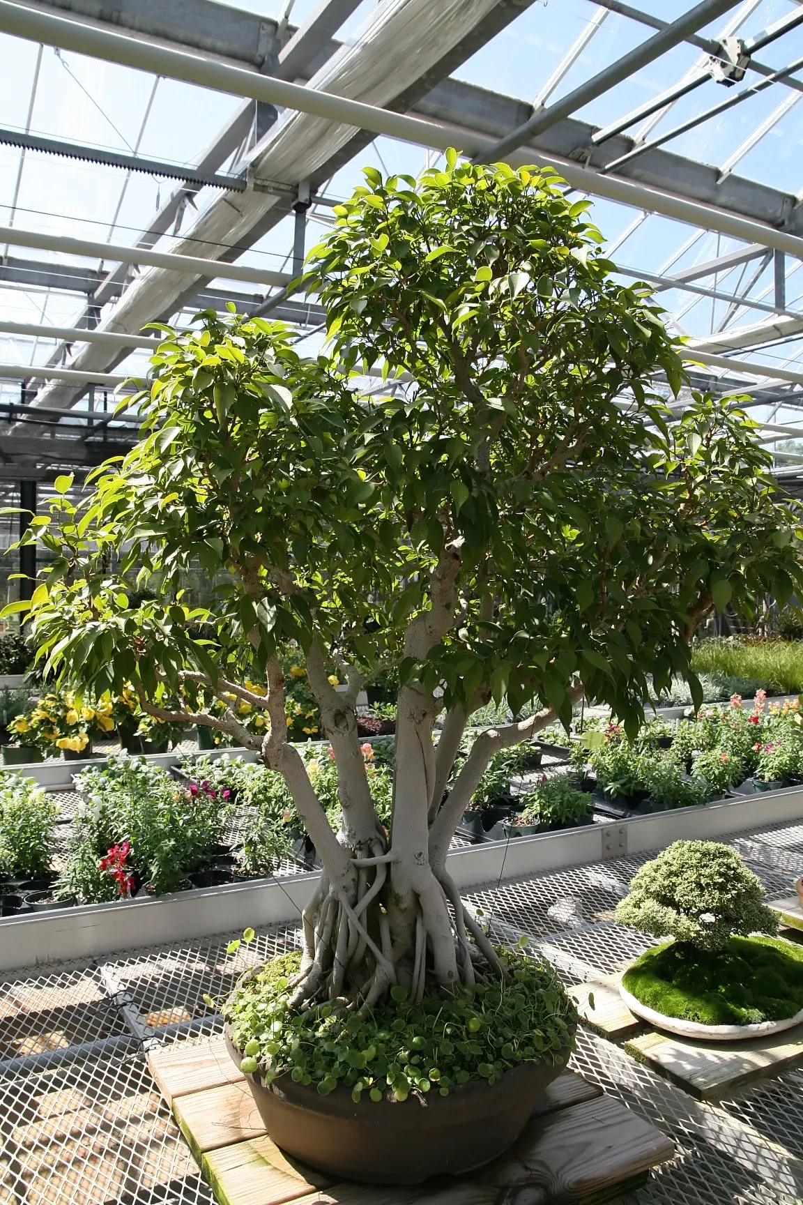Green Island Ficus (Ficus Microcarpa 'Green Island') — When informing the client