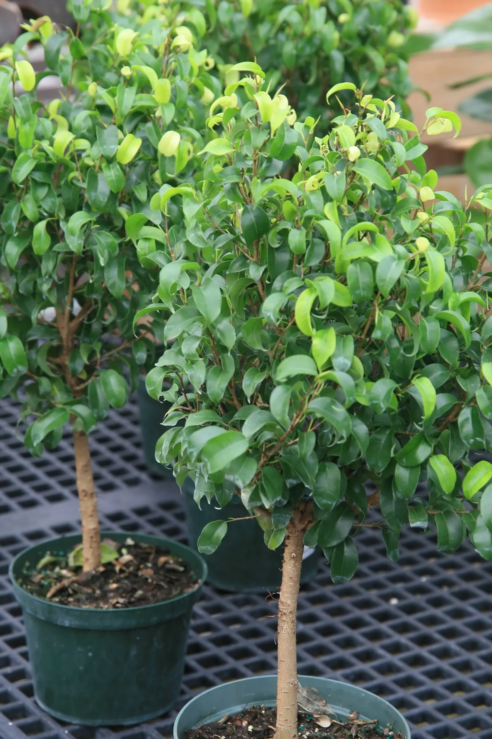 Green Island Ficus (Ficus Microcarpa 'Green Island') — especially during the establishment period