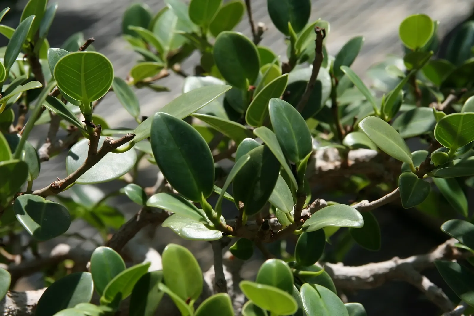 Green Island Ficus (Ficus Microcarpa 'Green Island') — evergreen shrub with a dense