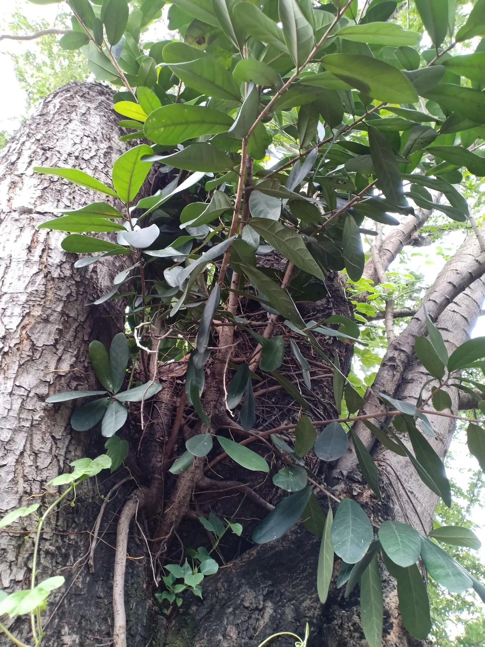 Green Island Ficus (Ficus Microcarpa 'Green Island') — is an evergreen shrub renowned for its versatility and robust nature