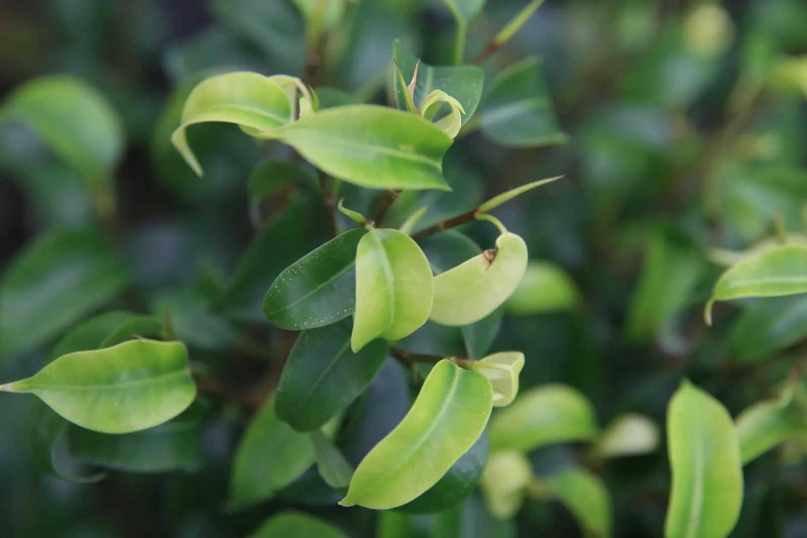 Green Island Ficus (Ficus Microcarpa 'Green Island') — making it perfect for ground covers or low hedges