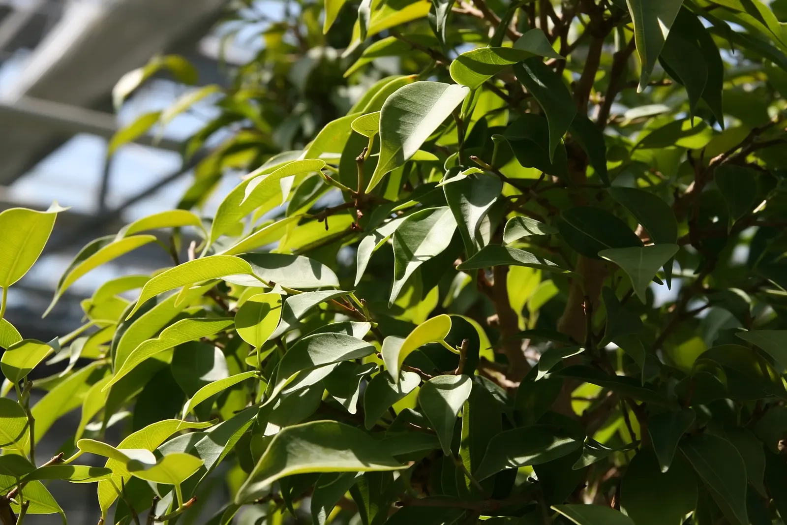 Green Island Ficus (Ficus Microcarpa 'Green Island') — dark green leaves that are compactly arranged on its branches