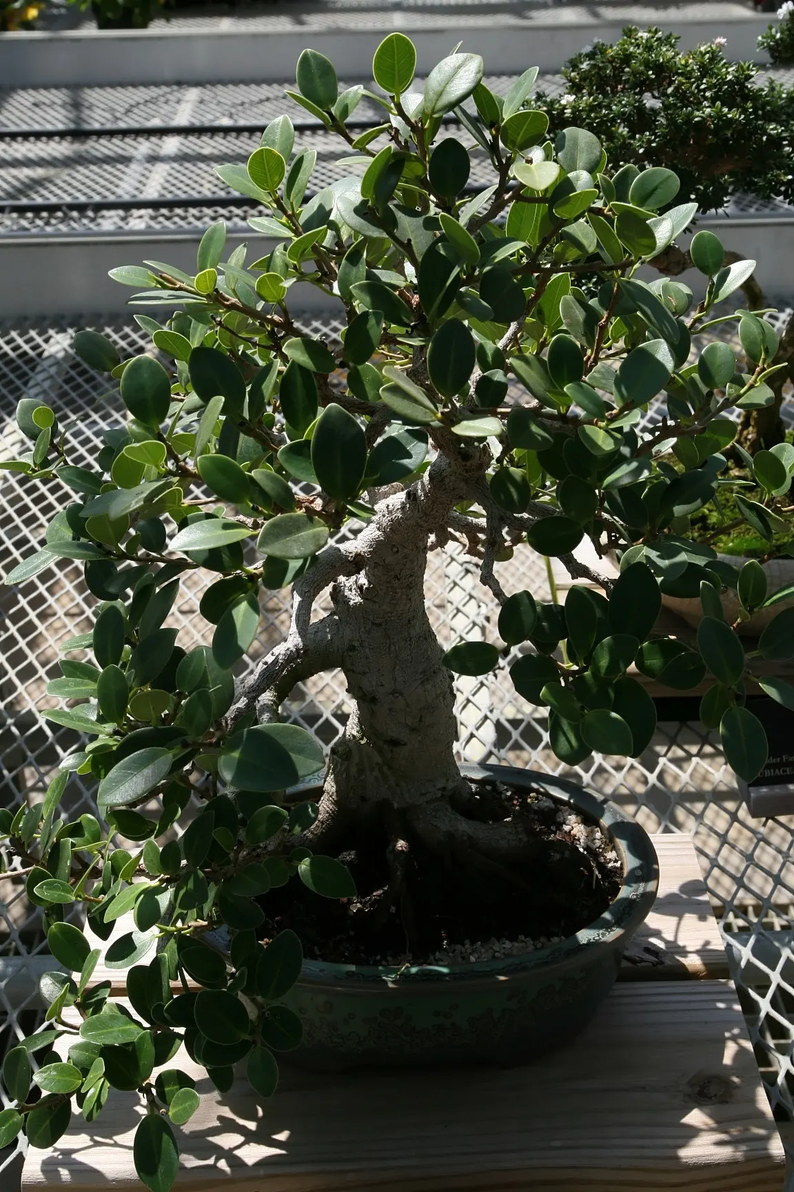 Green Island Ficus (Ficus Microcarpa 'Green Island') — It performs best when situated in full sun to partial shade