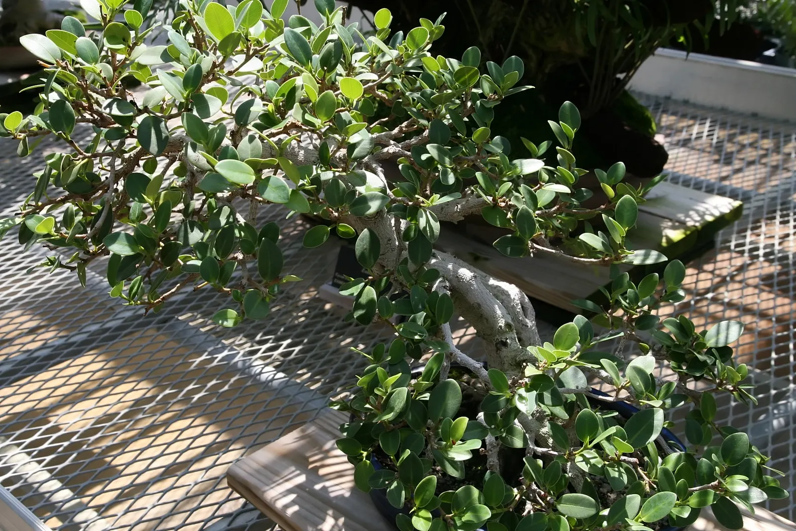 Green Island Ficus (Ficus Microcarpa 'Green Island') — The Green Island Ficus (Ficus microcarpa 'Green Island') is a robust; this ficus reaches a mature height