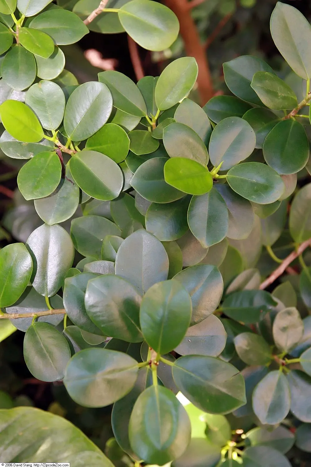 Green Island Ficus (Ficus Microcarpa 'Green Island') — providing year-round visual interest with minimal upkeep