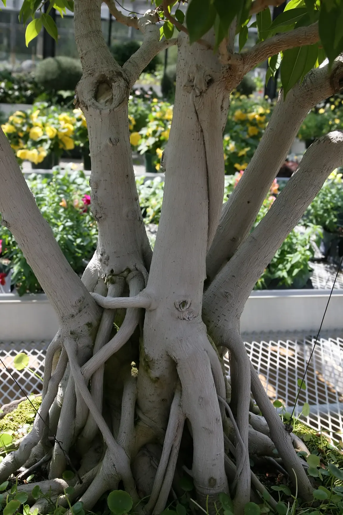 Green Island Ficus (Ficus Microcarpa 'Green Island') — which promises to bring structure and a touch of tropical flair to their garden