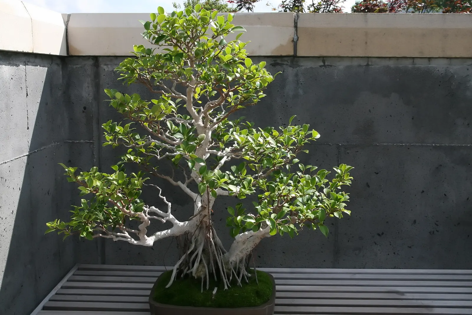Green Island Ficus (Ficus Microcarpa 'Green Island') — Its glossy, bright green leaves tolerate various conditions, thriving in full sun to partial shade