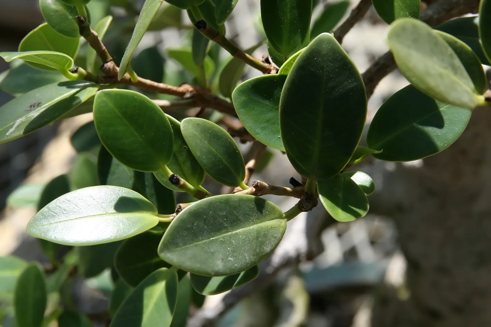 Green Island Ficus (Ficus Microcarpa 'Green Island') — This resilient plant makes for an exemplary addition to any landscape design with its lush