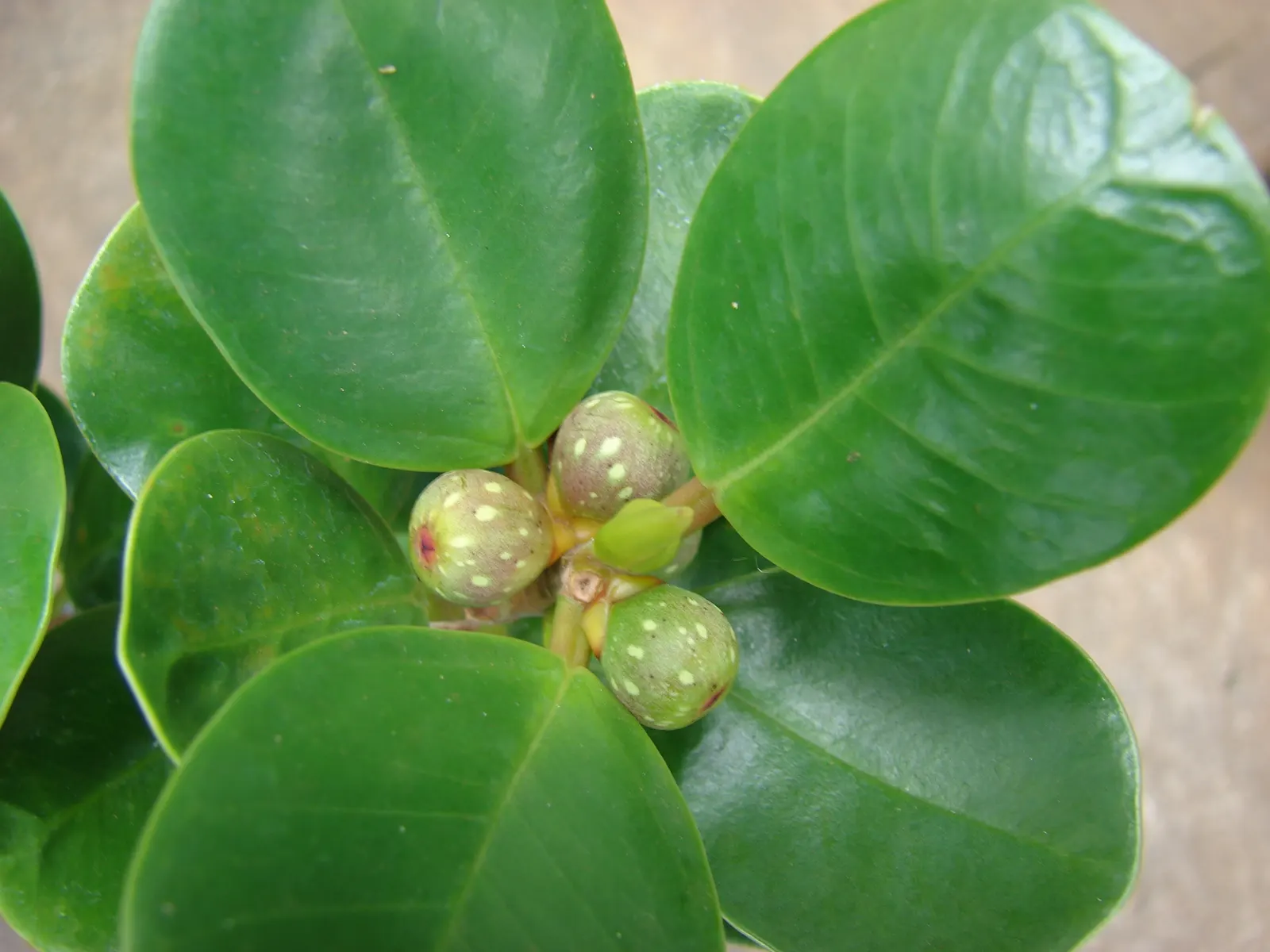 Green Island Ficus (Ficus Microcarpa 'Green Island') — requiring only occasional pruning to maintain the desired shape and to remove any damaged or diseased