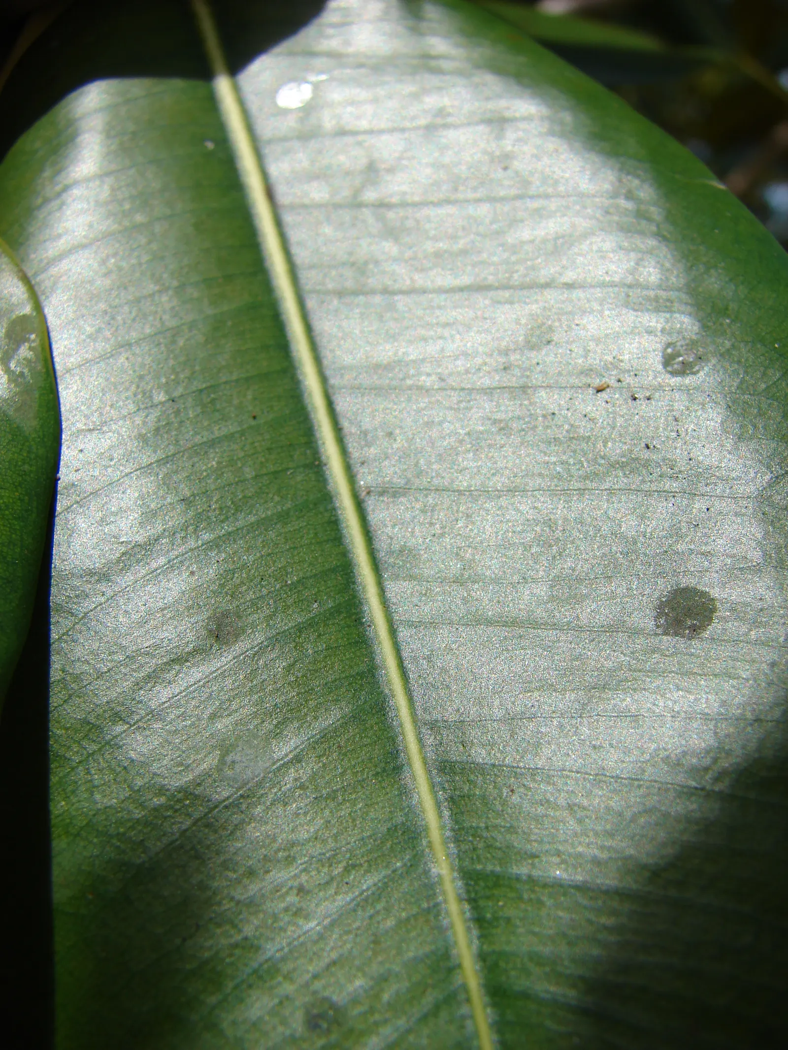 Green Island Ficus (Ficus Microcarpa 'Green Island') — Typically reaching a height and spread of 3 to 4 feet