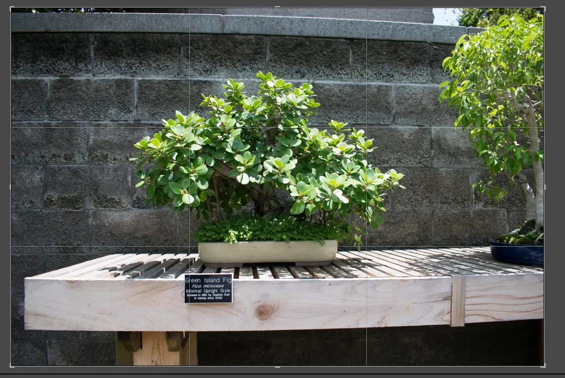 Green Island Ficus (Ficus Microcarpa 'Green Island') — The Green Island Ficus (Ficus microcarpa 'Green Island') is a robust