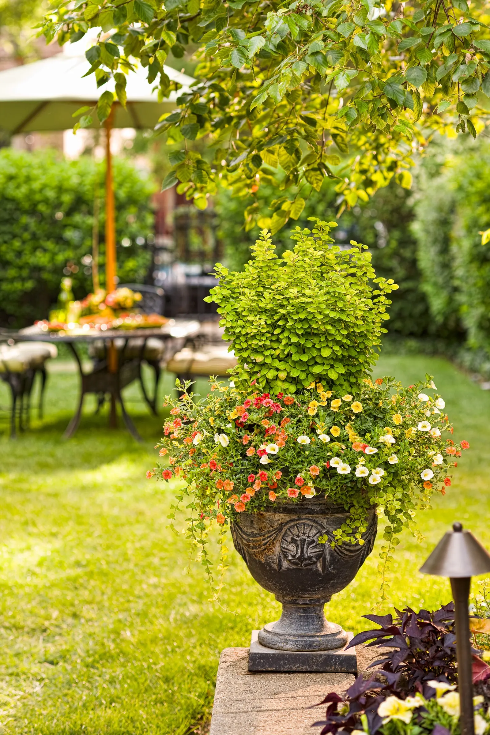 Sunjoy Gold Pillar® Barberry (Berberis thunbergii) — Proven Winners - Sunjoy Gold Pillar® - Barberry - Berberis thunbergii yellow plant details
