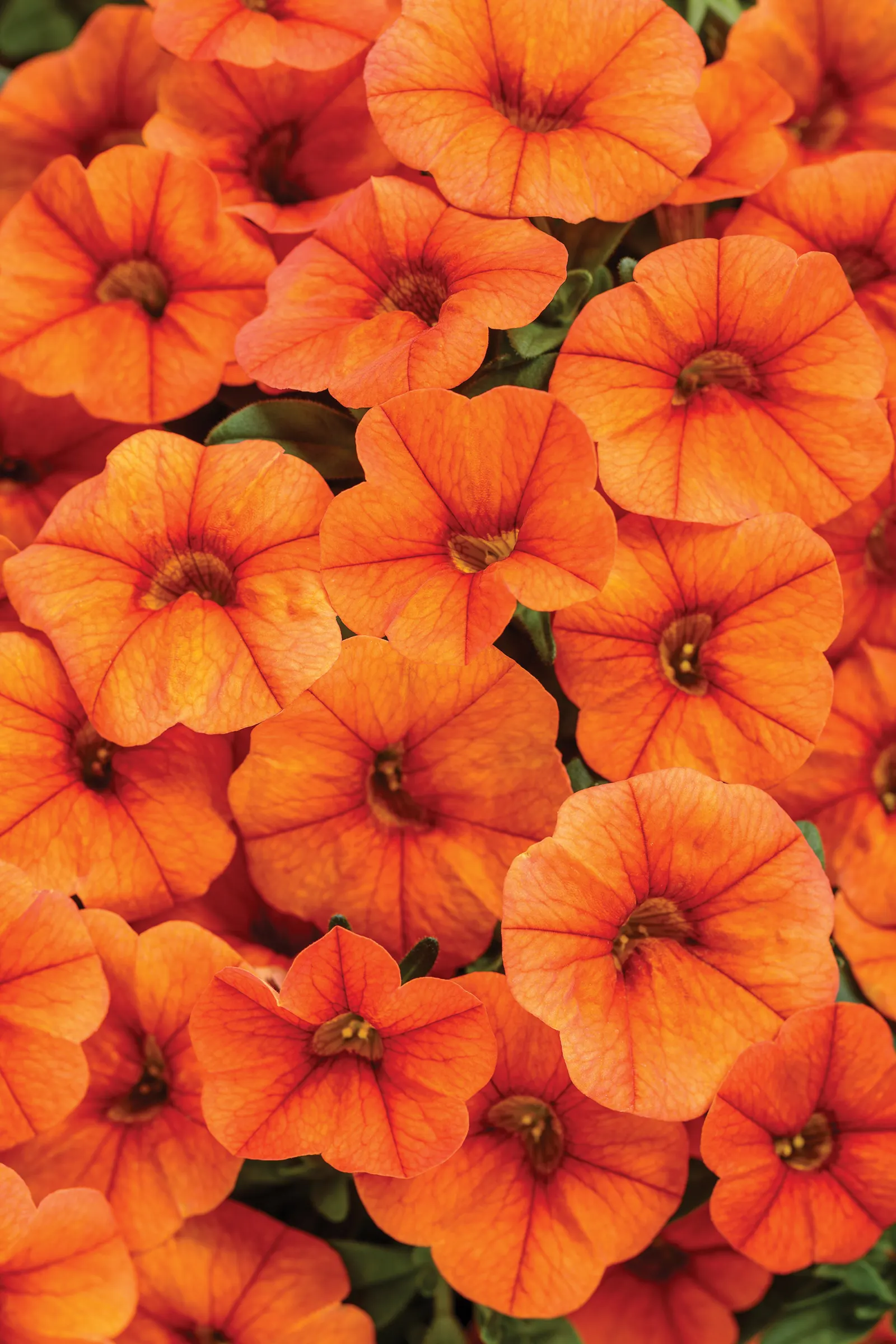 Dreamsicle® II Calibrachoa — though in most gardens it is grown as a high-performing seasonal annual, image 58